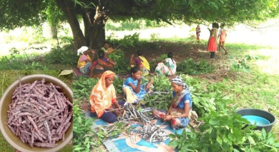 लाख की खेती