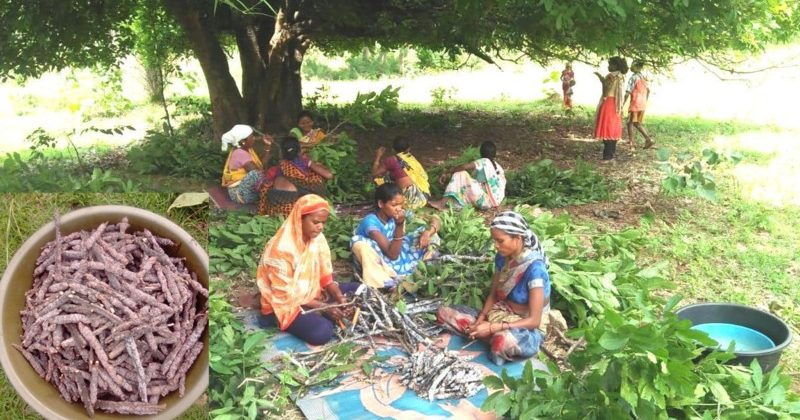 लाख की खेती