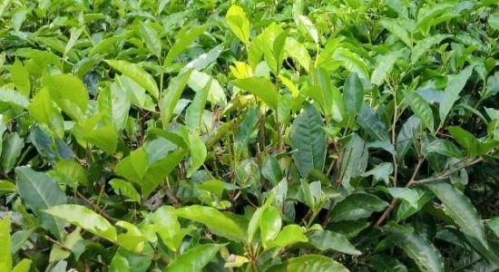 चाय की खेती