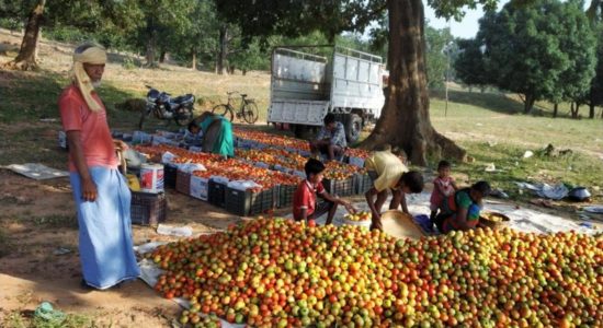 सुराजी योजना