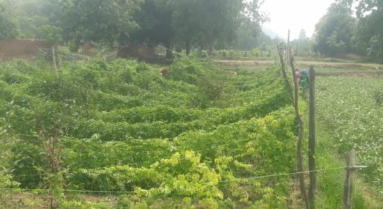 बंजर भूमि