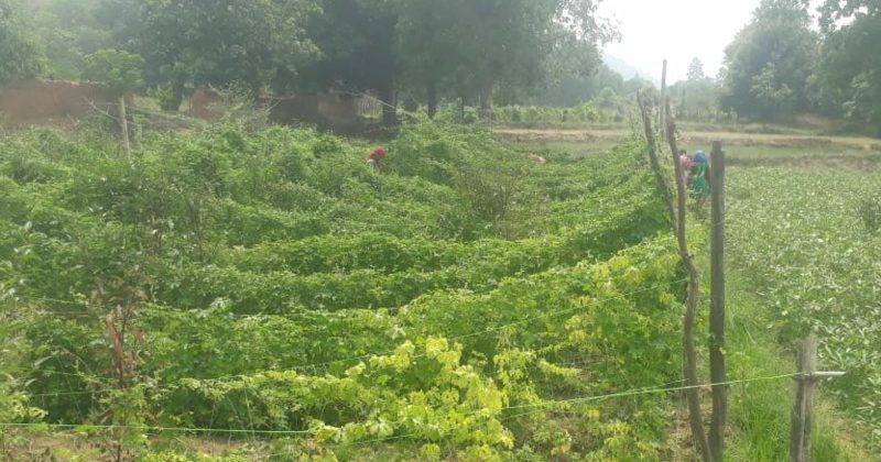 बंजर भूमि