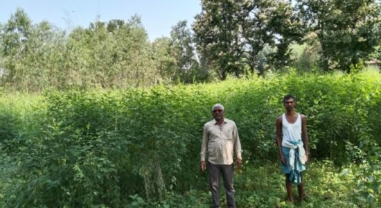 अरहर की खेती