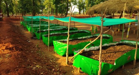 वर्मी खाद