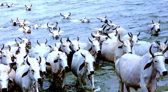 गौ संरक्षण