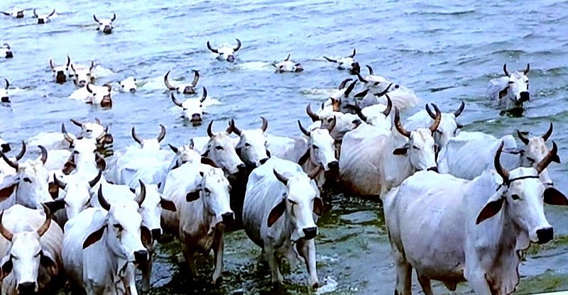 गौ संरक्षण