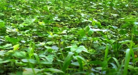 ग्लोबल वार्मिंग