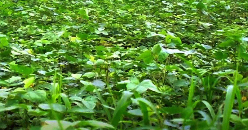 ग्लोबल वार्मिंग