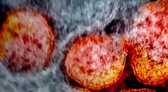 म्यूटेंट वायरस