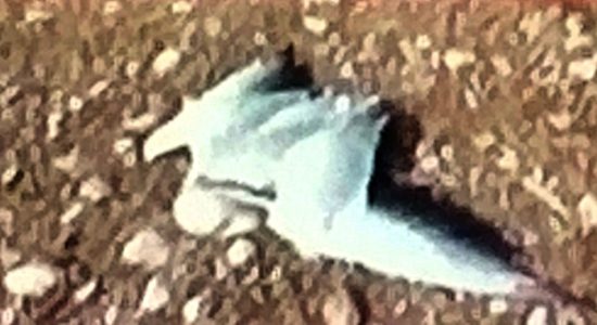 एविएन इंफ्लूएंजा