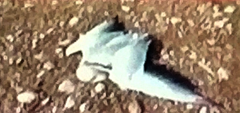 एविएन इंफ्लूएंजा