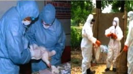 बर्ड फ्लू