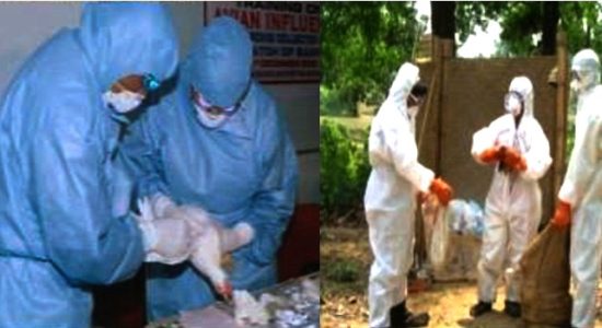 बर्ड फ्लू