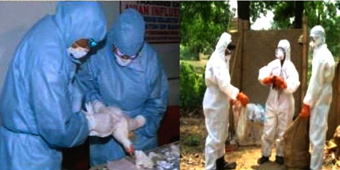 बर्ड फ्लू