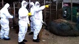 एवियन फ्लू