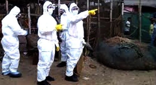 एवियन फ्लू