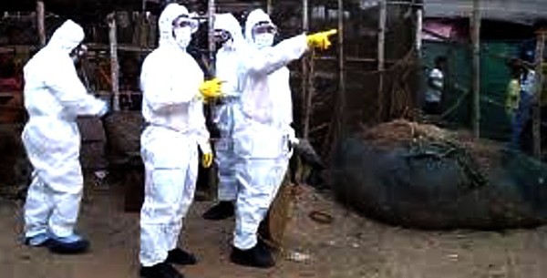 एवियन फ्लू