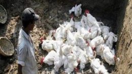 एवियन फ्लू