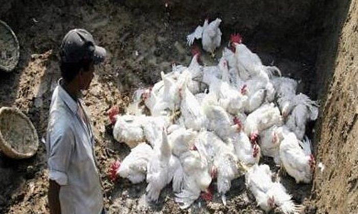 एवियन फ्लू