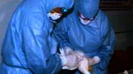 Avian Influenza