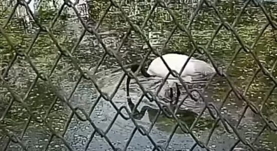 एविएन फ्लू