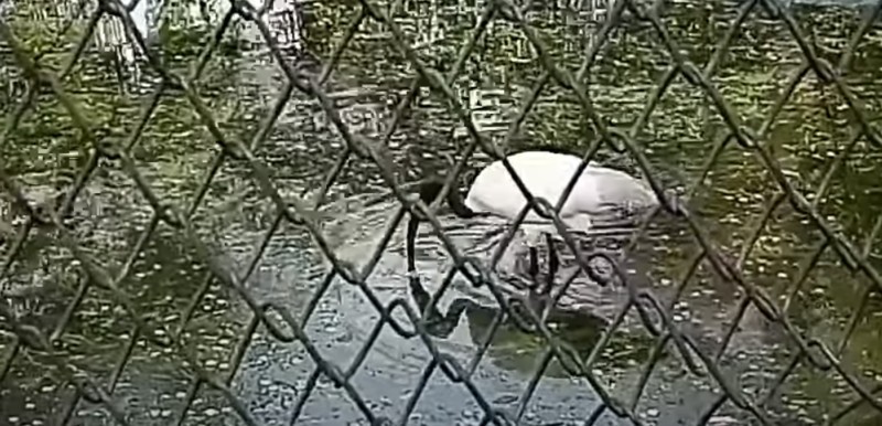 एविएन फ्लू