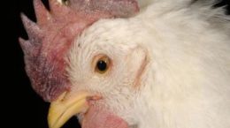 एविएन फ्लू