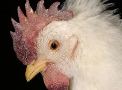 एविएन फ्लू