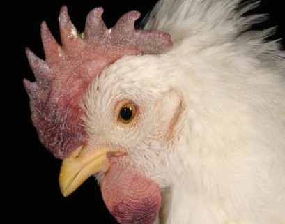 एविएन फ्लू