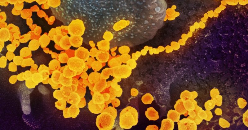 म्यूटेंट