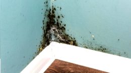 म्यूकॉर्माइसेट्स