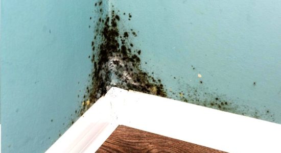 म्यूकॉर्माइसेट्स