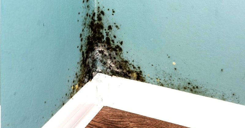 म्यूकॉर्माइसेट्स