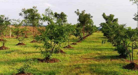 विश्व पर्यावरण दिवस