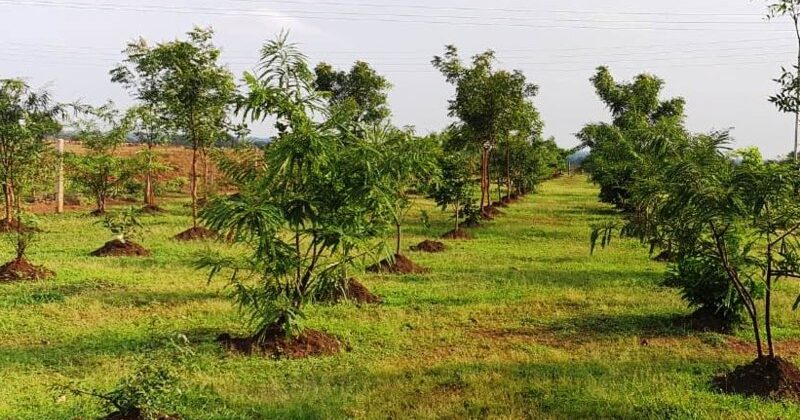 विश्व पर्यावरण दिवस