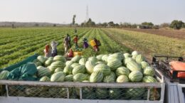 सामूहिक खेती