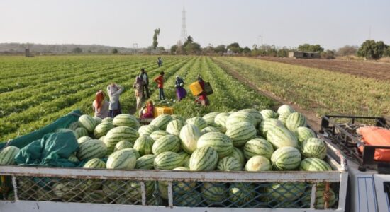 सामूहिक खेती
