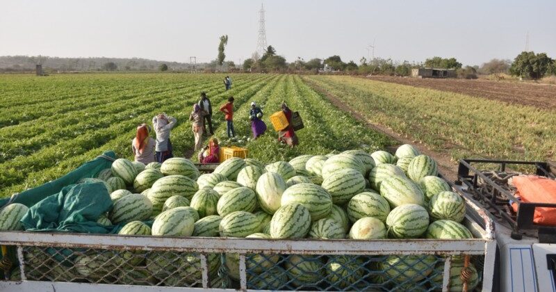 सामूहिक खेती