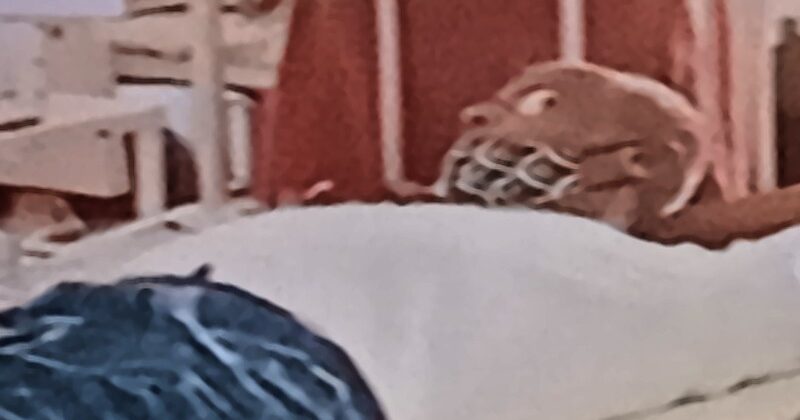 म्यूकोर्मिकोसिस