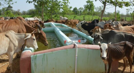 दुग्ध उत्पादक