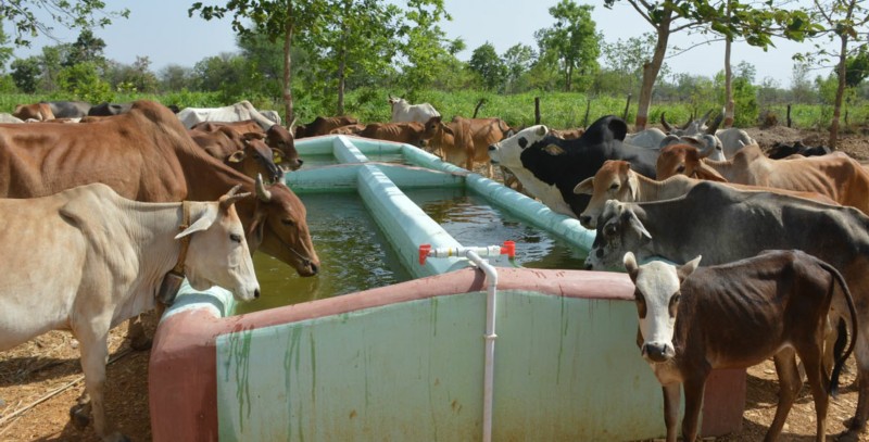 दुग्ध उत्पादक
