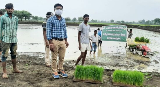 पैडी ट्रांसप्लांटर