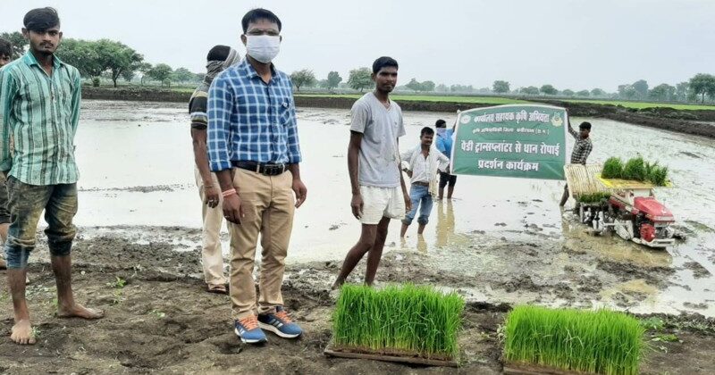 पैडी ट्रांसप्लांटर