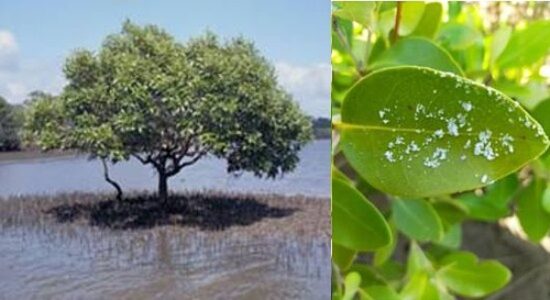 मैंग्रोव प्रजाति