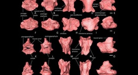 जीवाश्म