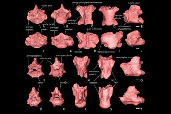 जीवाश्म