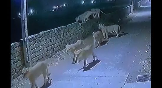 शेरों का झुंड