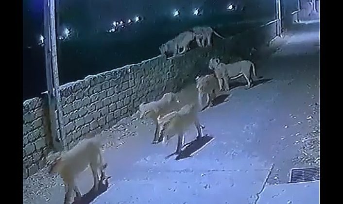 शेरों का झुंड