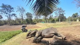 घायल हाथी