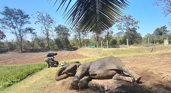 घायल हाथी